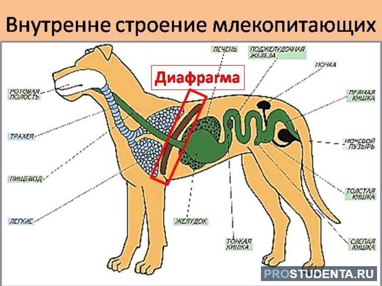 Признаки животных 