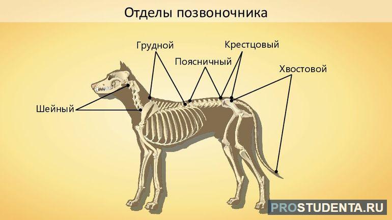 Какие признаки характерны для животных 