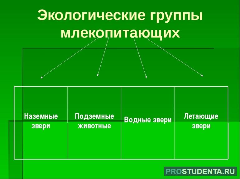 Признаки млекопитающих 