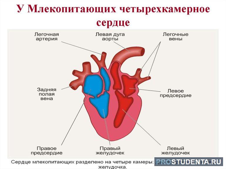 Органы кровеносной системы млекопитающих 