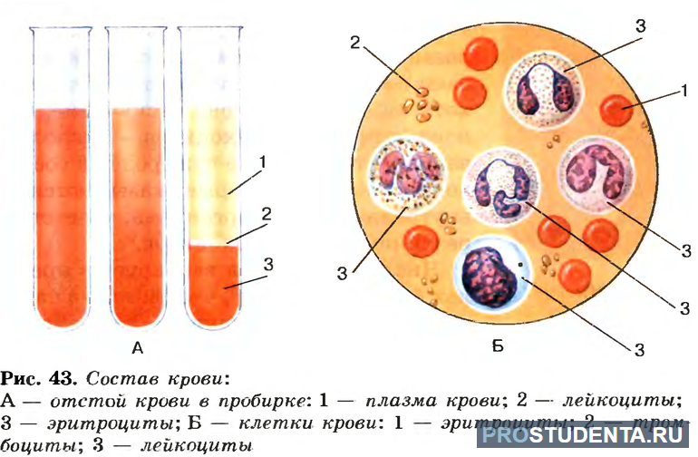 Сколько кругов кровообращения у млекопитающих 