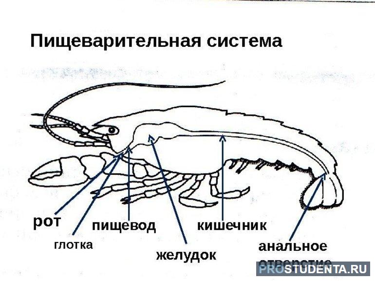 Структура органов пищеварения