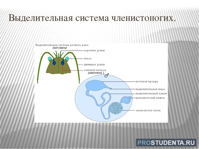 Выделительная система членистоногих