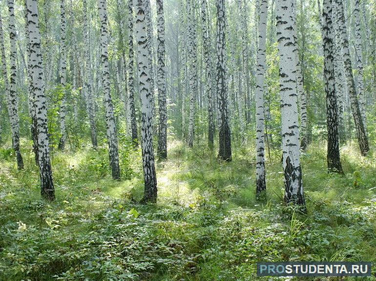 Березы образуют целые леса