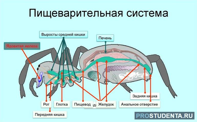 Особенность пищеварительной системы паука 