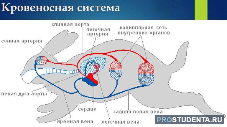 Сколько кругов у млекопитающих