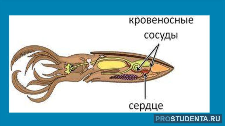 Кровеносная система у моллюсков