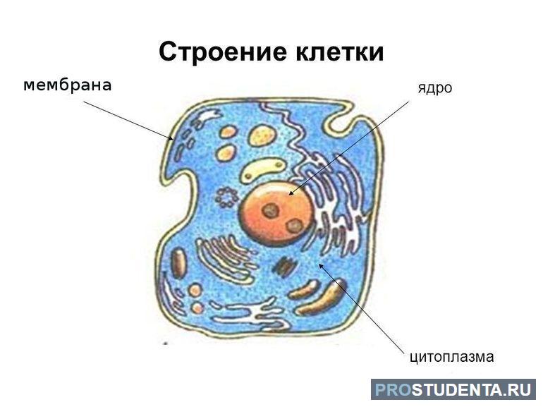 Строение клеток рисунок 5 класс