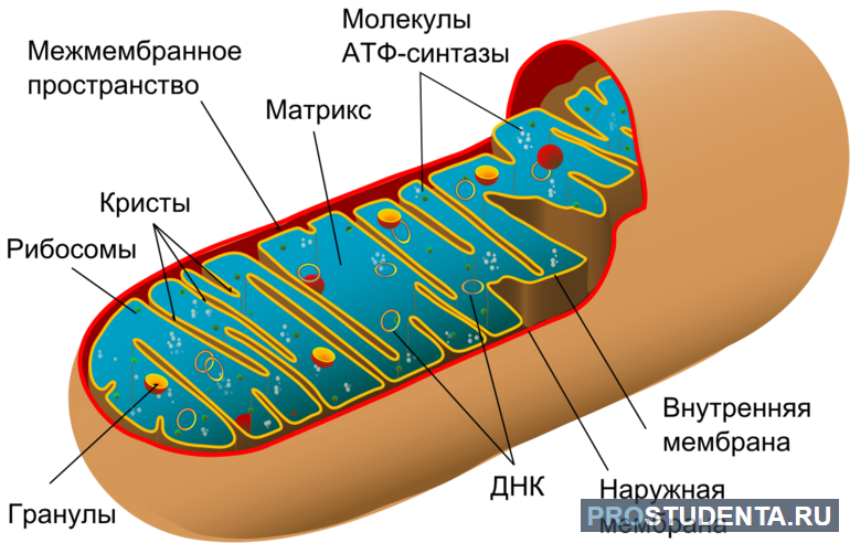 Что такое клетка 