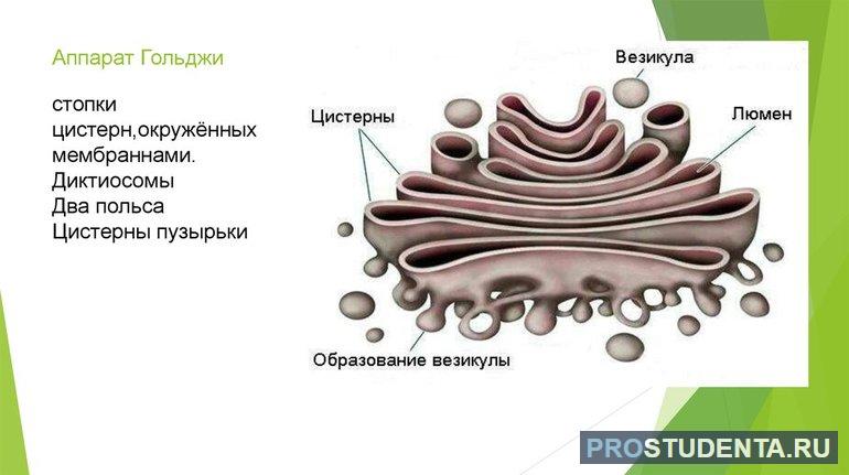 Из чего состоит клетка 