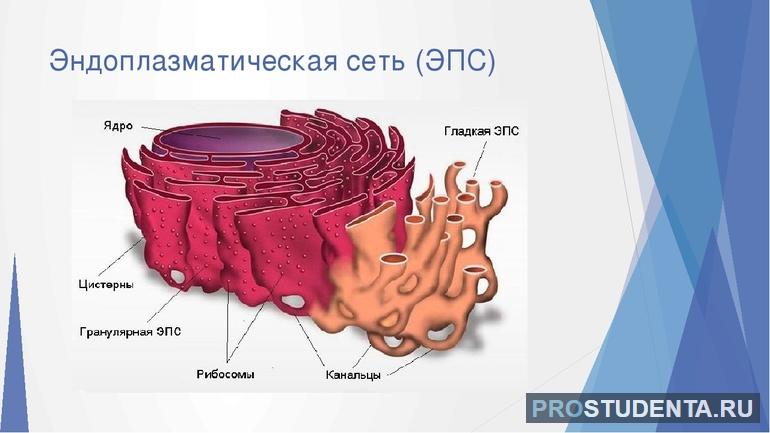 Клетка строение 