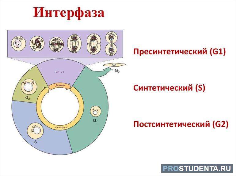 Строение клеток 