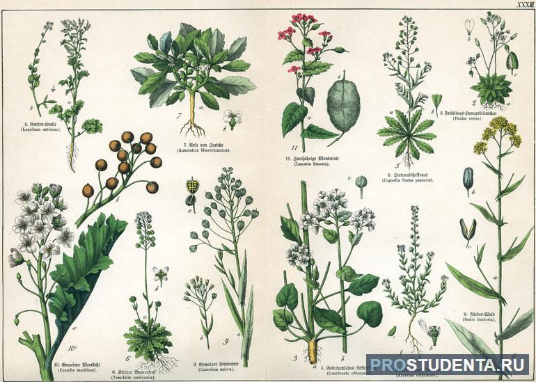 Семейство крестоцветных растений 