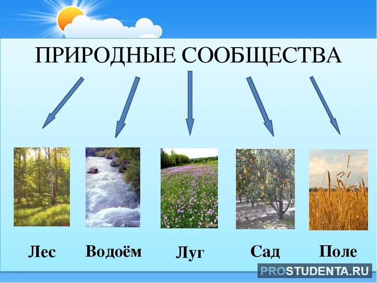 Что называют природным сообществом: виды, признаки, примеры