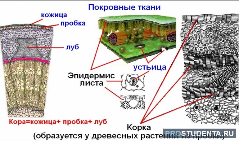 Рисунок покровная ткань 