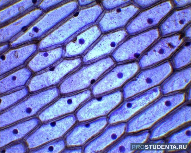Особенности эпидермы растения