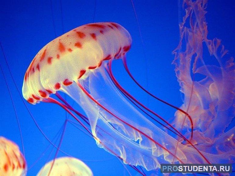 Сообщение про медузу для доклада по биологии