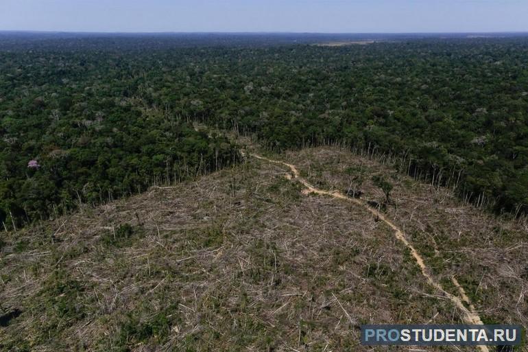 Вырубка лесов Амазонии