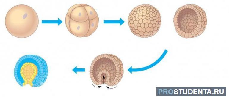 Стадии эмбрионального развития 