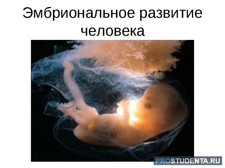 Этапы и стадии эмбрионального периода развития
