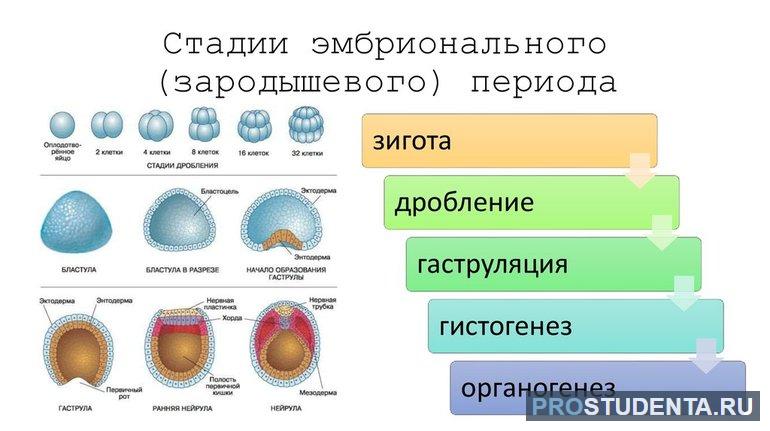  стадии эмбриогенеза 