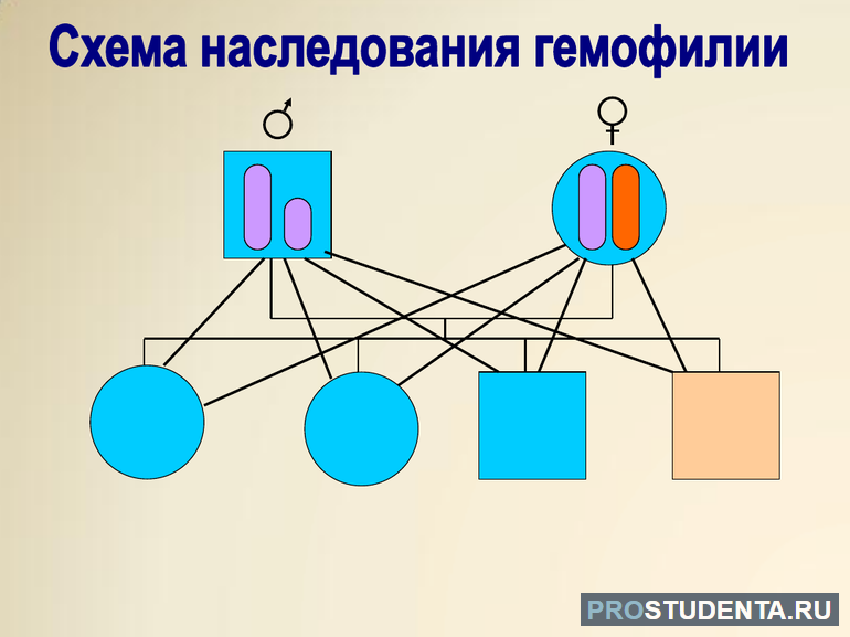  как наследуется пол