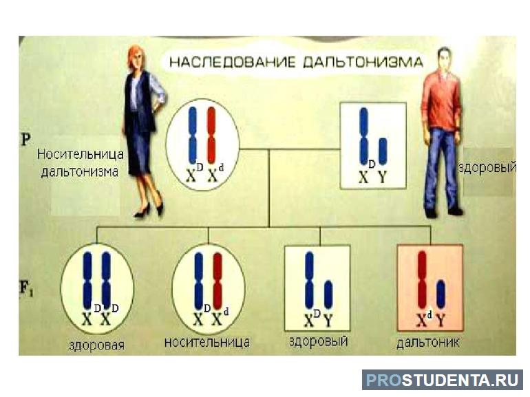  сцепленное с полом наследование его закономерности 