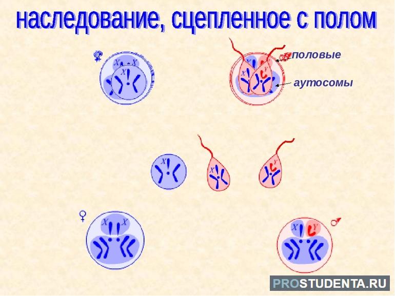 Сцепленное с полом наследование