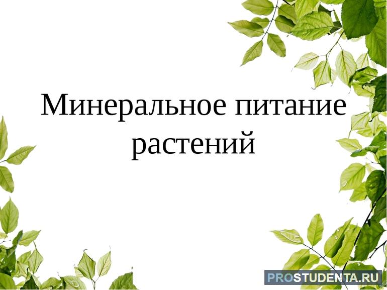 Минеральное питание растений 