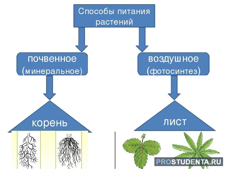  почвенное питание растений 