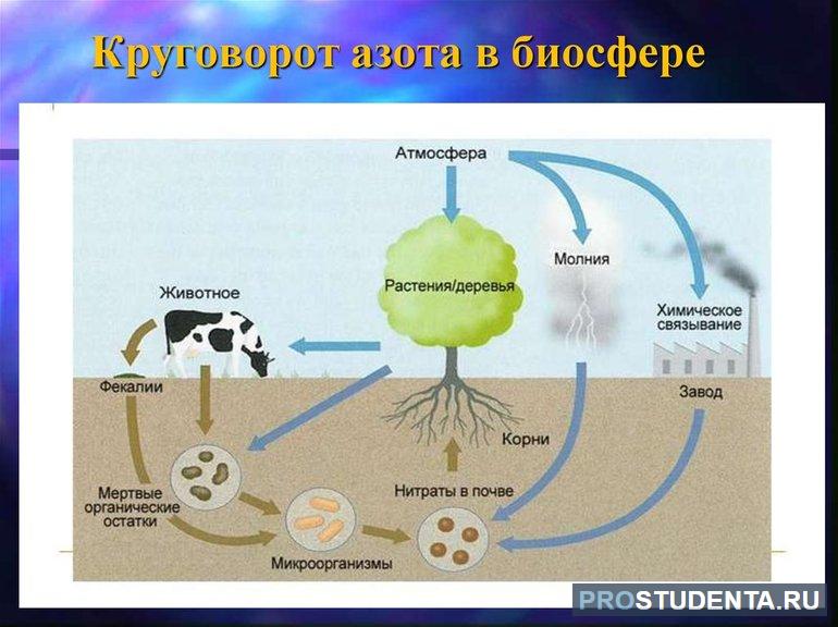 Особенности и этапы круговорота азота в биосфере кратко