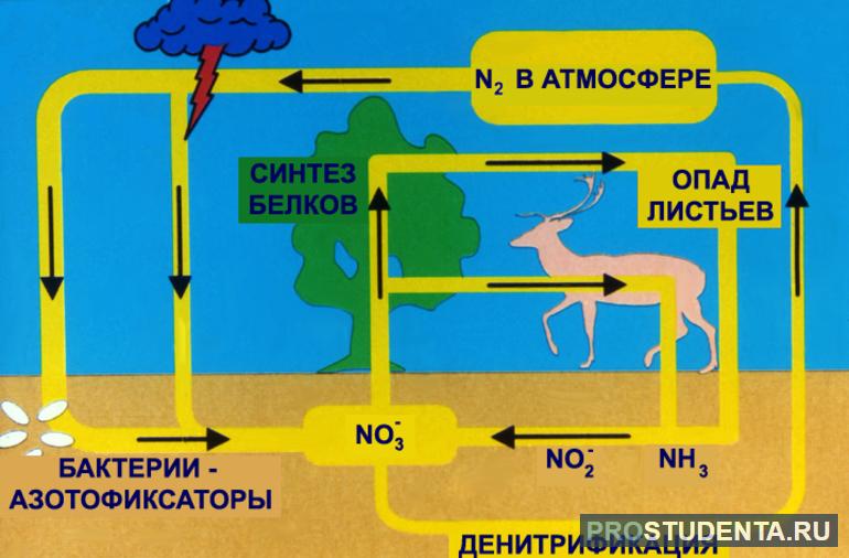 Круговорот азота в биосфере кратко