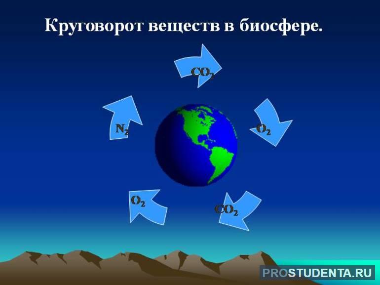 Функции и значение круговорота веществ в биосфере