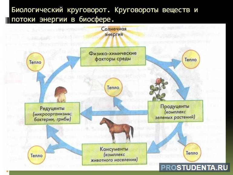 Малый (биологический) круговорот 