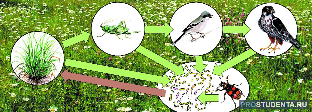 Пищевая цепочка природного сообщества луг. Схема круговорота веществ на лугу окружающий мир. Схема круговорота веществ на лугу 3 класс окружающий мир. Схема круговорота веществ на Луге. Схема круговорота веществ на лугу 3 класс.