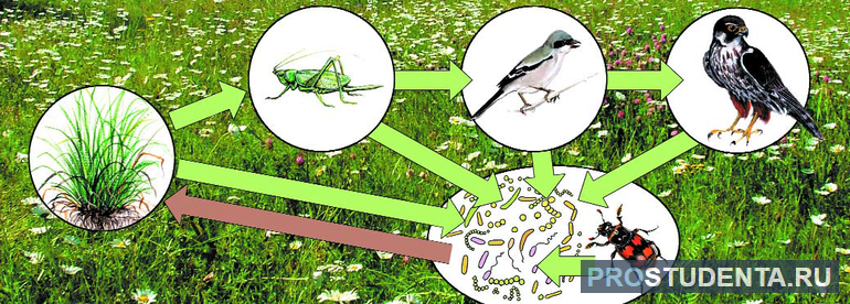 Оборот веществ на лугу 