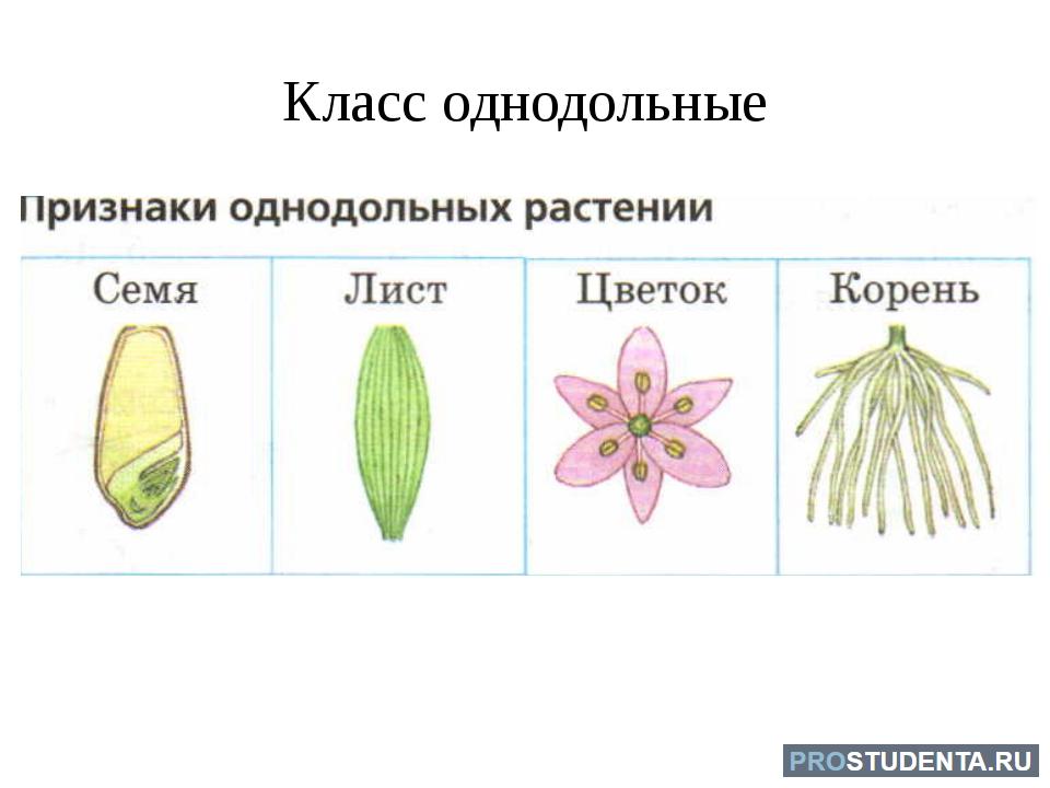 3 признака класса однодольные