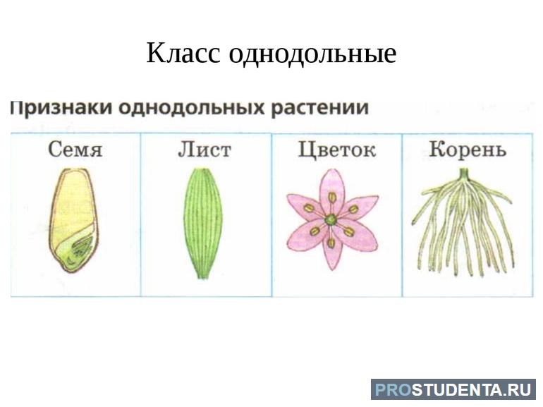 Характеристика однодольные растения 