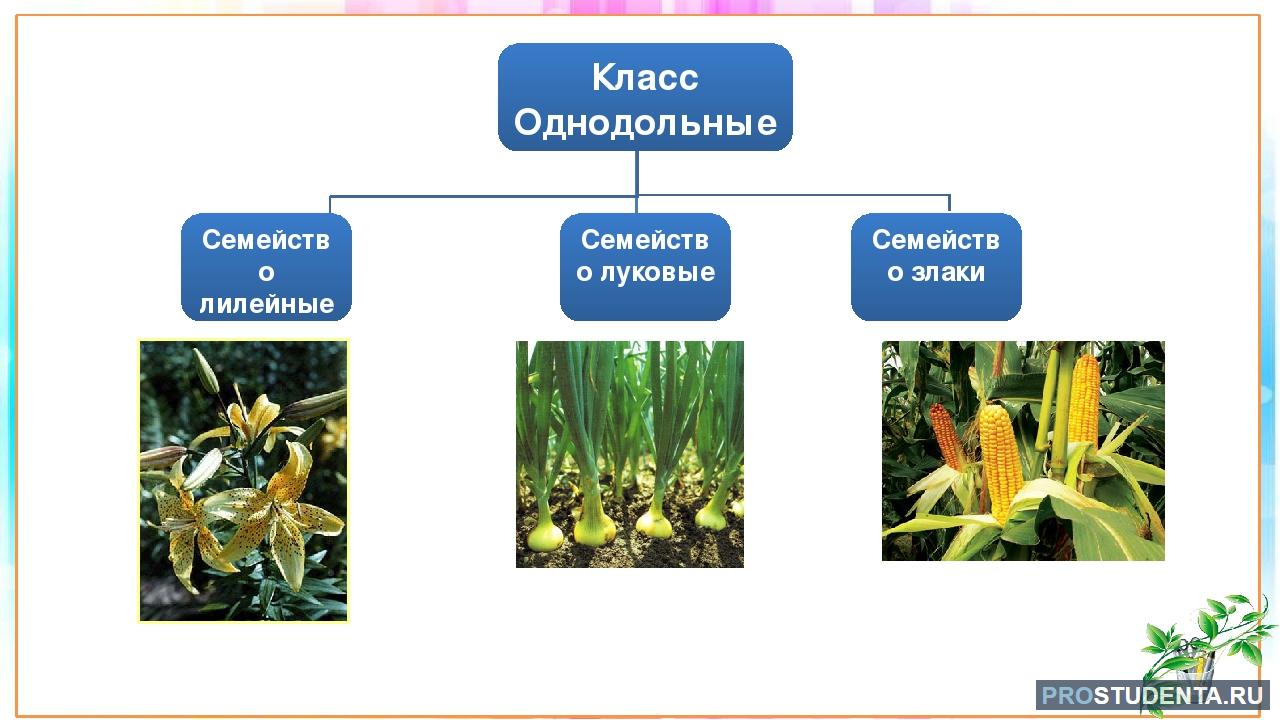 Однодольные это отдел или класс. Класс Однодольные растения. Характерные признаки класса Однодольные. Признак характерный для класса однодольных растений. К однодольным относятся семейства.