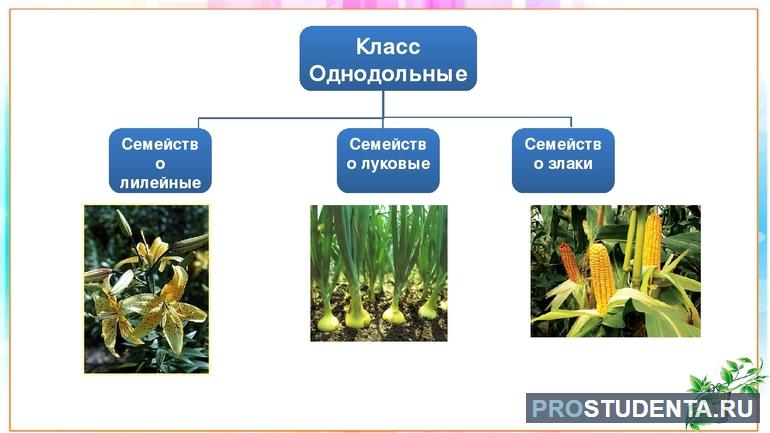 3 признака класса однодольные. Представители однодольных растений. Однодольные комнатные растения фото и названия. Семейство злаки схема класс Однодольные. Значение растений класса Однодольные для человека.