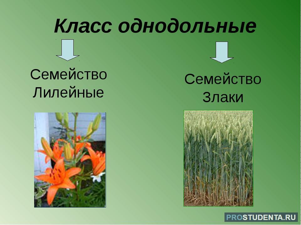 Общие признаки лилейных растений. Класс Однодольные семейство Лилейные и злаки. Семейство однодольных Лилейные злаки луковые. Однодольныезлакалилейные. Цветок лилейных однодольных растений.