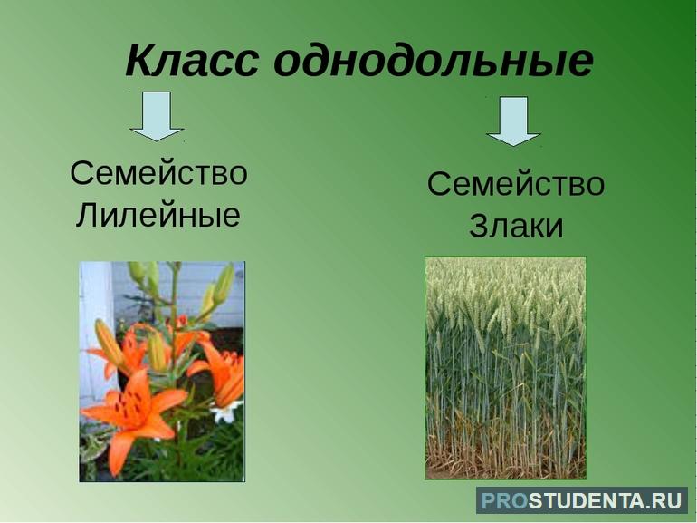 Характеристика, признаки и семейства растений класса однодольных