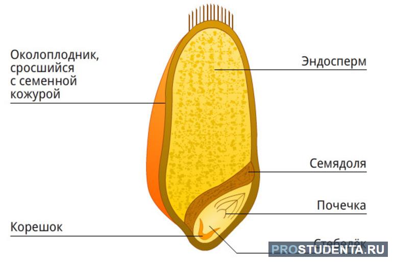 Однодольные растения