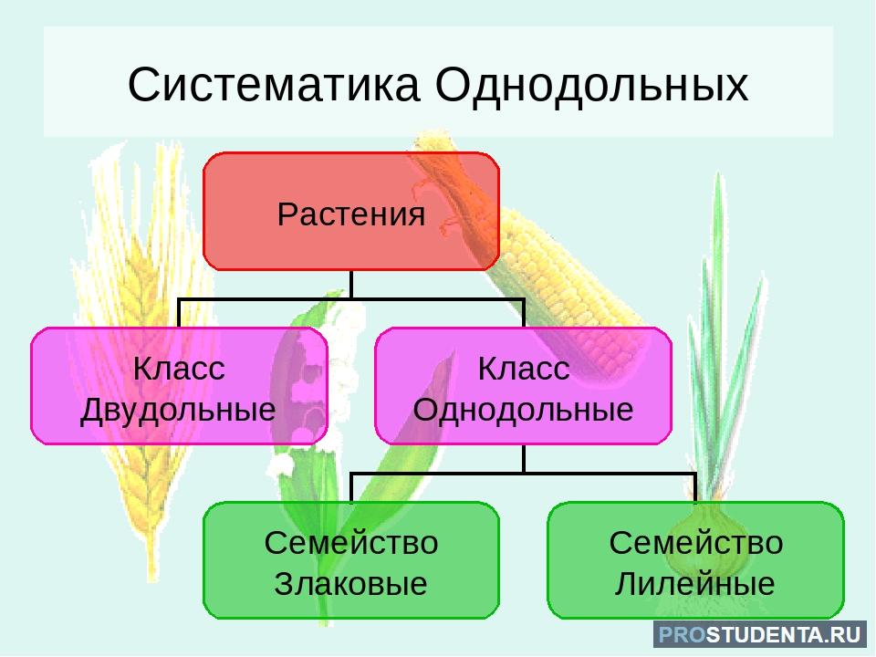 Лилейные и злаковые класс. Семейства однодольных растений 6 класс биология. Семейства относящиеся к классу однодольных. Семейство однодольных семейство однодольных. Семейства класса Однодольные 7 класс биология.