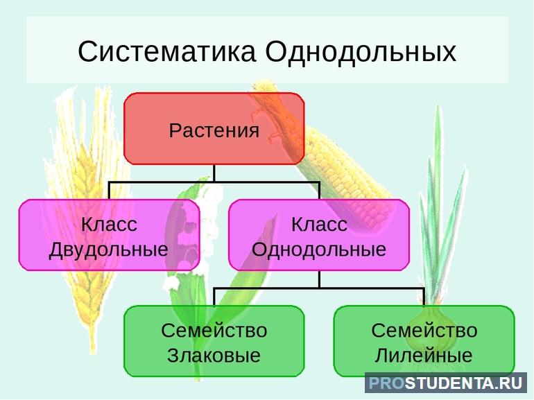 Примеры к однодольным растениям 