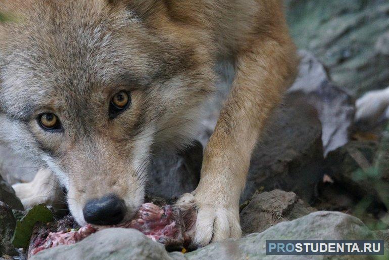 Волчонок заслуживает поощрения в виде сочного куска мяса