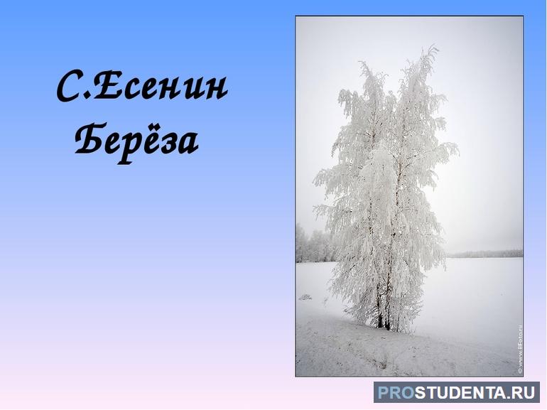 План анализа стихотворения «Берёза» С. Есенина