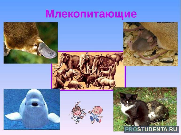 Отряды млекопитающих