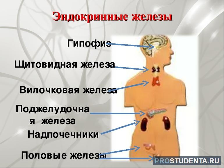 Железы внутренней секреции 