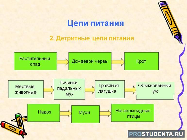 Детритная пищевая цепь 